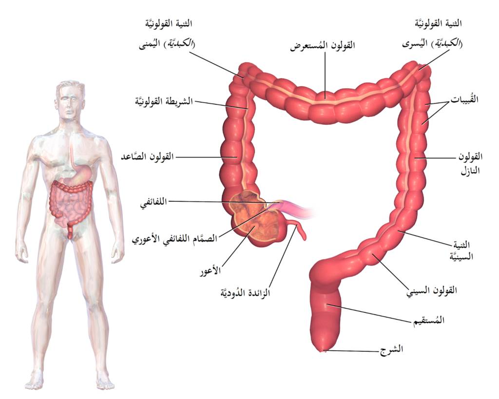 ألم القولون مكان صور خريطة